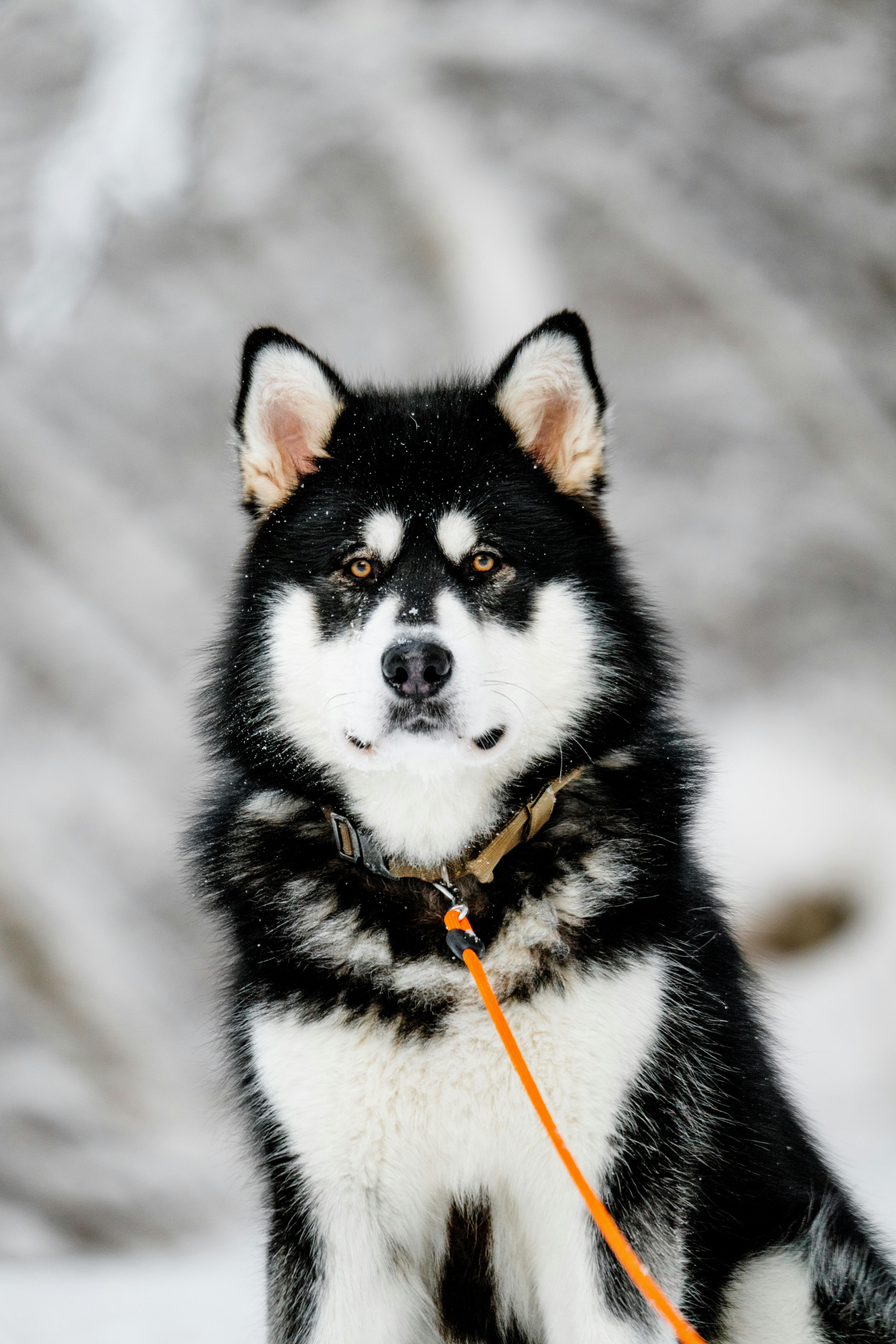Alaskan Malamutes